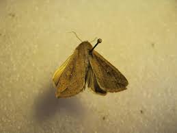 Attēlu rezultāti vaicājumam “Mythimna sp.”