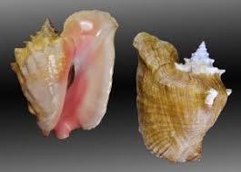 Image result for Aliger gigas