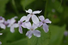 Attēlu rezultāti vaicājumam “Lunaria rediviva bud”