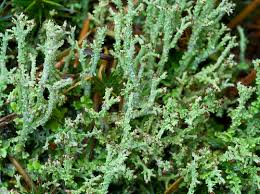 Attēlu rezultāti vaicājumam “Cladonia”