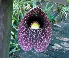 Attēlu rezultāti vaicājumam “Aristolochia durior flower”