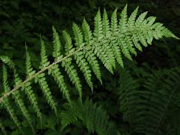 Attēlu rezultāti vaicājumam “Polystichum braunii”