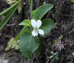 Attēlu rezultāti vaicājumam “Viola epipsila leaf”