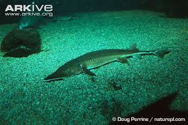 Image result for Scaphirhynchus platorynchus