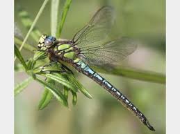 Attēlu rezultāti vaicājumam “Brachytron pratense”