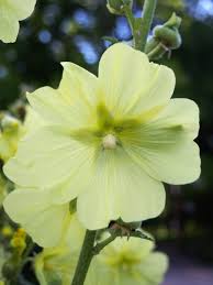 Image result for Alcea rugosa