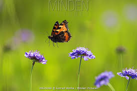 Image result for Small Tortoiseshell