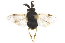 Attēlu rezultāti vaicājumam “Diprion pini female”