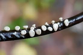 Attēlu rezultāti vaicājumam “Siphoptychium violaceum young”