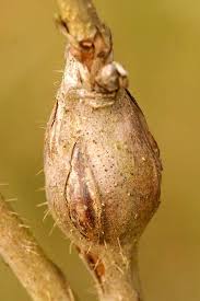 Attēlu rezultāti vaicājumam “Lasioptera rubi”