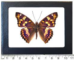 Attēlu rezultāti vaicājumam “Apatura ilia female”