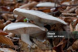 Attēlu rezultāti vaicājumam “Clitocybe nebularis”