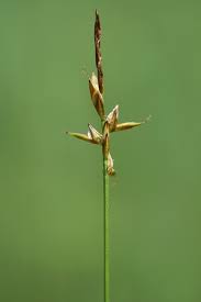 Attēlu rezultāti vaicājumam “Carex pulicaris”