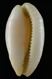 Attēlu rezultāti vaicājumam “Cribraria sp.”