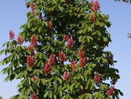 Attēlu rezultāti vaicājumam “Aesculus x hybrida flower”