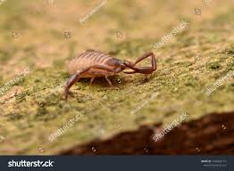 Attēlu rezultāti vaicājumam “Chelifer cancroides”