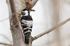 Attēlu rezultāti vaicājumam “Dendrocopos minor female”