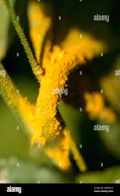 Attēlu rezultāti vaicājumam “Melampsora populnea”