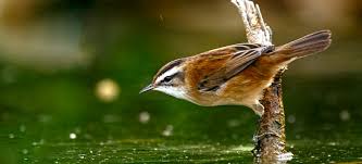 Attēlu rezultāti vaicājumam “Acrocephalus schoenobaenus adult”