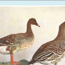 Attēlu rezultāti vaicājumam “Anser anser adult”