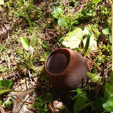 Attēlu rezultāti vaicājumam “Sarcosoma globosum”