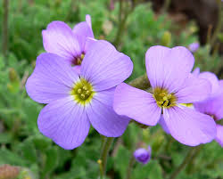 Image result for Aubrieta hybrida (cultorum)