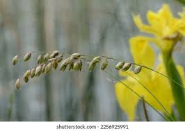 Attēlu rezultāti vaicājumam “Melica nutans flower”