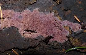 Attēlu rezultāti vaicājumam “Ceriporia excelsa”