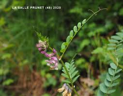 Attēlu rezultāti vaicājumam “Vicia sepium fruit”