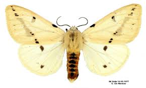 Attēlu rezultāti vaicājumam “Spilosoma lutea imago”
