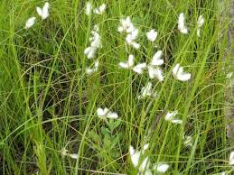 Attēlu rezultāti vaicājumam “Eriophorum gracile”