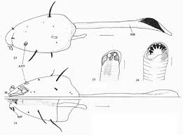 Attēlu rezultāti vaicājumam “Therevidae larva”