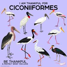 Attēlu rezultāti vaicājumam “Ciconiiformes”