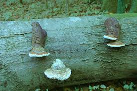 Attēlu rezultāti vaicājumam “Vouauxiomyces santessonii”