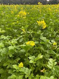 Attēlu rezultāti vaicājumam “Sinapis alba leaf”