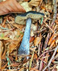 Attēlu rezultāti vaicājumam “Didymium xanthopus macro”