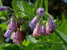 Attēlu rezultāti vaicājumam “Symphytum asperum leaf”