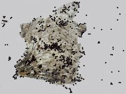 Attēlu rezultāti vaicājumam “Physarum bryomacrocarpum spores”