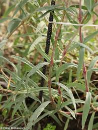 Attēlu rezultāti vaicājumam “Gypsophila fastigiata leaf”