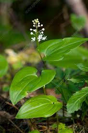 Attēlu rezultāti vaicājumam “Maianthemum bifolium fruit”