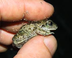 Attēlu rezultāti vaicājumam “Pelobates fuscus”