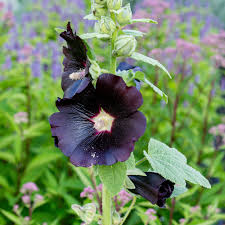 Attēlu rezultāti vaicājumam “Alcea rosea flower”
