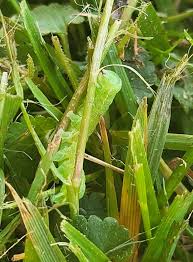 Attēlu rezultāti vaicājumam “Orthosia sp. larva”