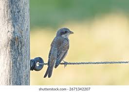 Attēlu rezultāti vaicājumam “Lanius collurio juvenile”