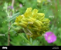 Attēlu rezultāti vaicājumam “Medicago sativa subsp. falcata flower”