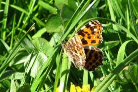 Attēlu rezultāti vaicājumam “Araschnia levana underside”