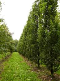 Attēlu rezultāti vaicājumam “Quercus robur Fastigiata”