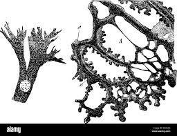 Attēlu rezultāti vaicājumam “Didymium serpula”