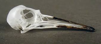 Attēlu rezultāti vaicājumam “Calidris alba”