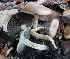 Attēlu rezultāti vaicājumam “Stropharia hornemannii”